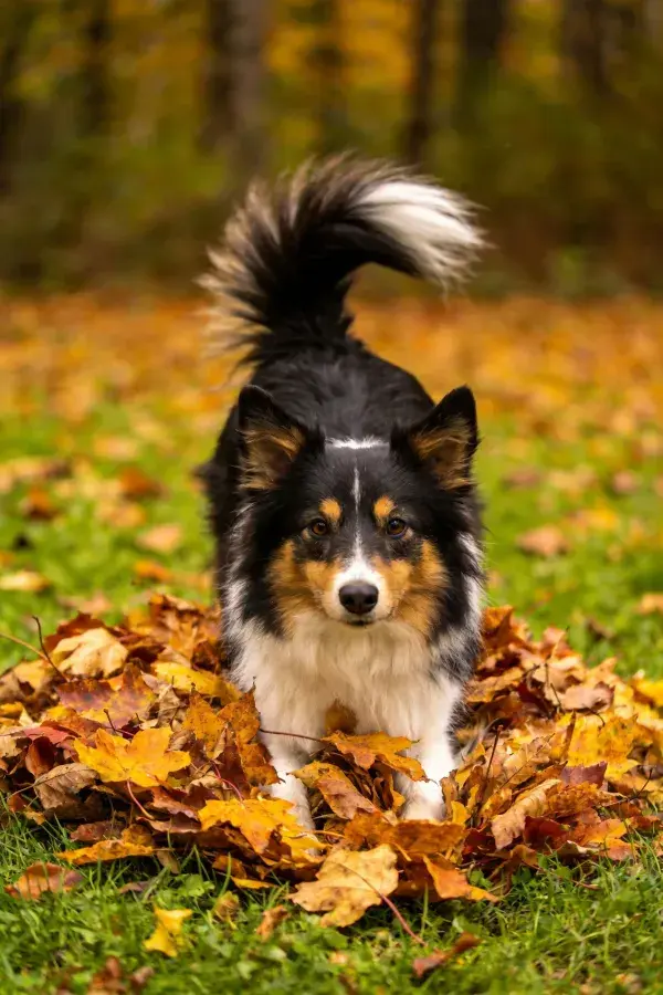 青草落叶间的设得兰牧羊犬