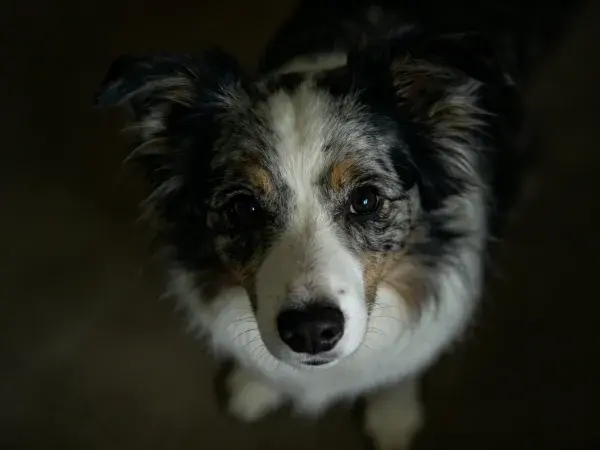 特写拍摄一只澳大利亚牧羊犬