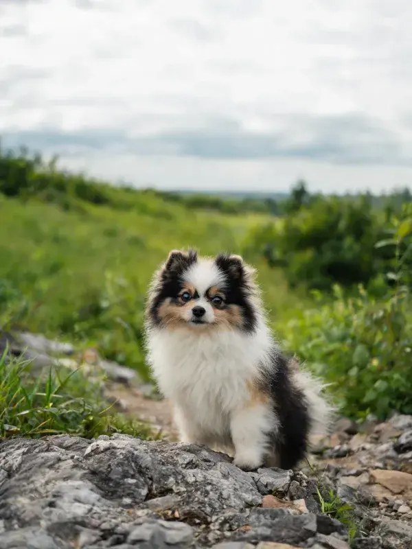 黑棕白相间的博美犬在岩石小径上的特写