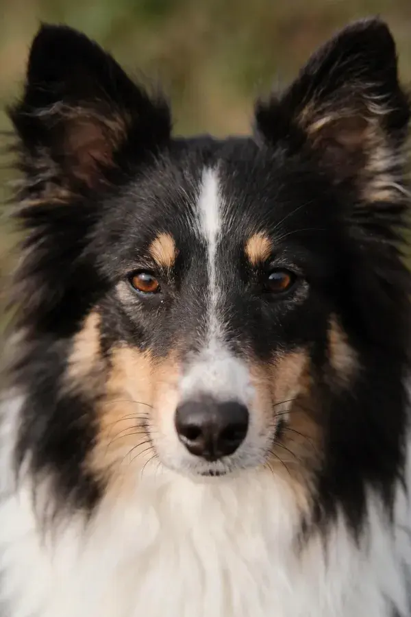黑白棕三色设得兰牧羊犬特写