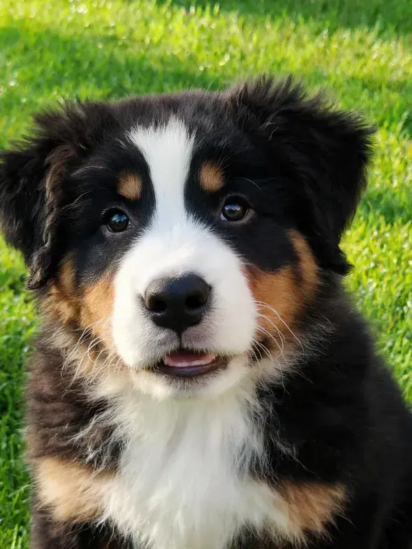 草地上三色澳大利亚牧羊犬幼犬特写