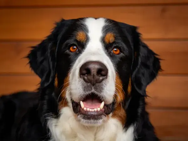 黑白棕相间伯恩山犬的特写肖像