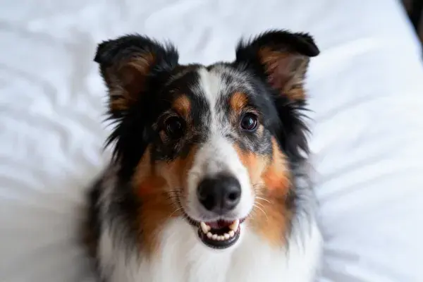 室内床面澳大利亚牧羊犬特写