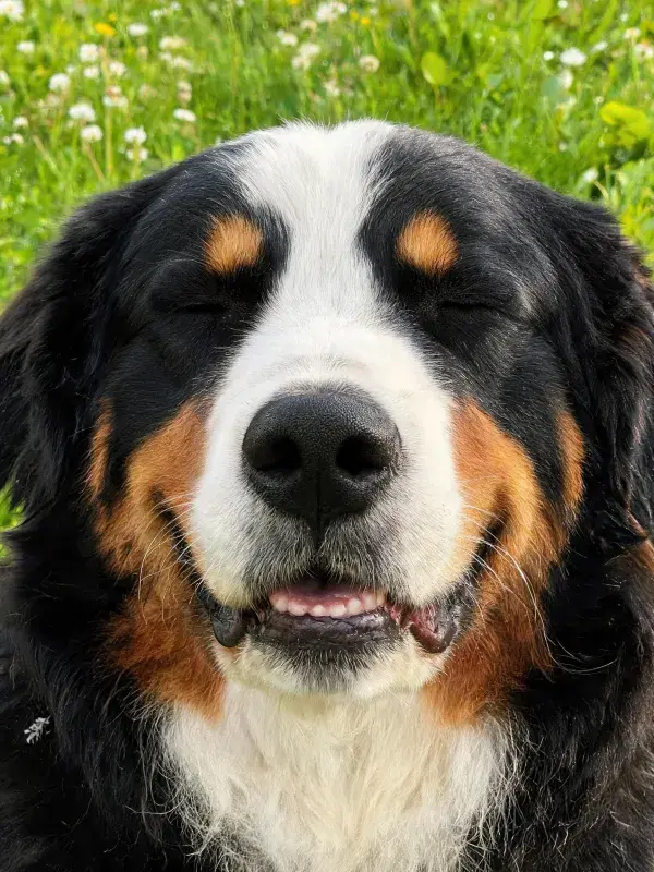 黑白棕相间伯恩山犬草地特写