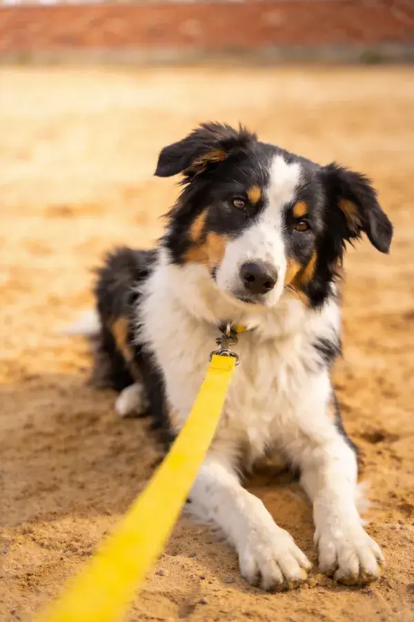 边境牧羊犬沙滩上牵引休息状态