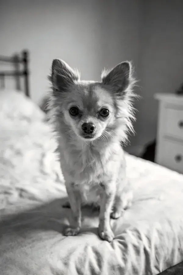长毛吉娃娃犬在床面的特写画面