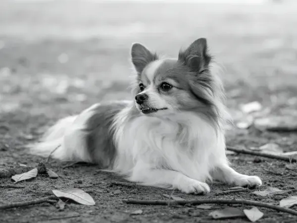 黑白场景下博美犬躺卧姿态捕捉