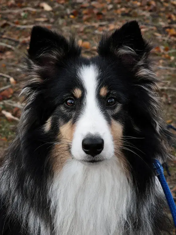 三色喜乐蒂犬户外特写