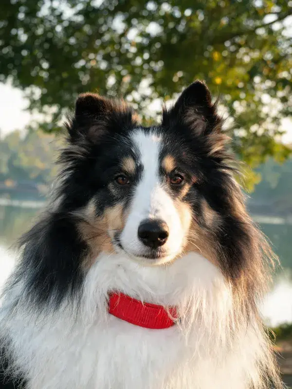 设得兰牧羊犬户外特写