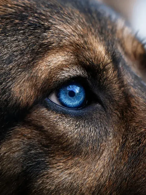 德国牧羊犬眼部特写画面