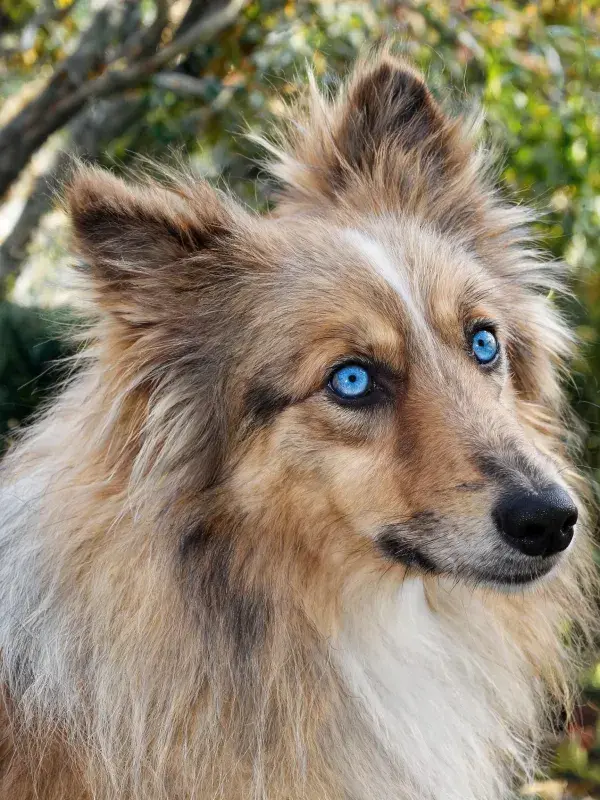 设得兰牧羊犬特写展现毛发与眼神