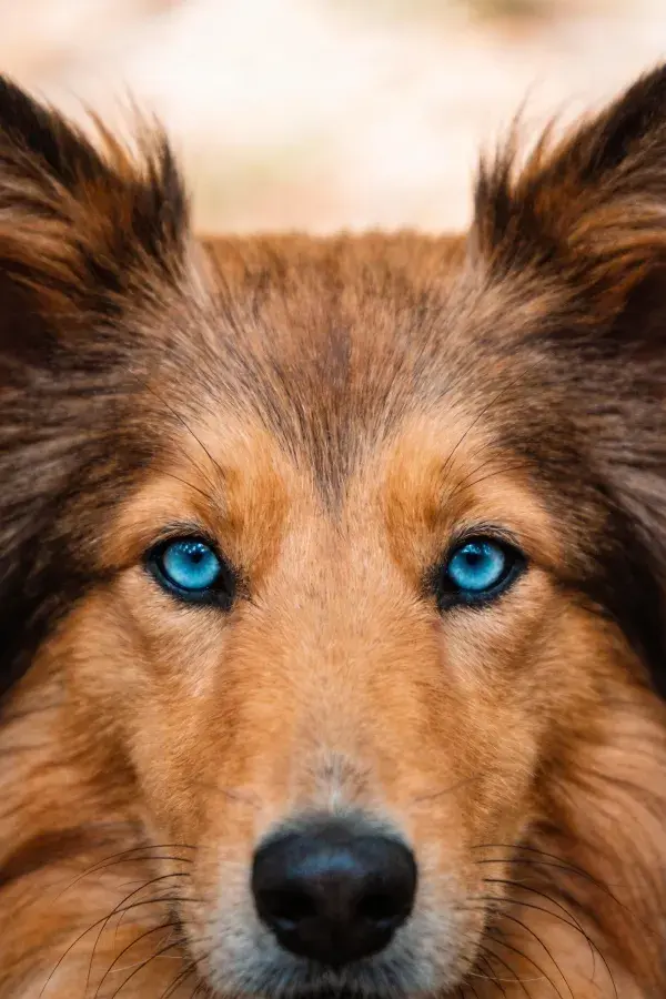 特写拍摄一只蓝眼设得兰牧羊犬