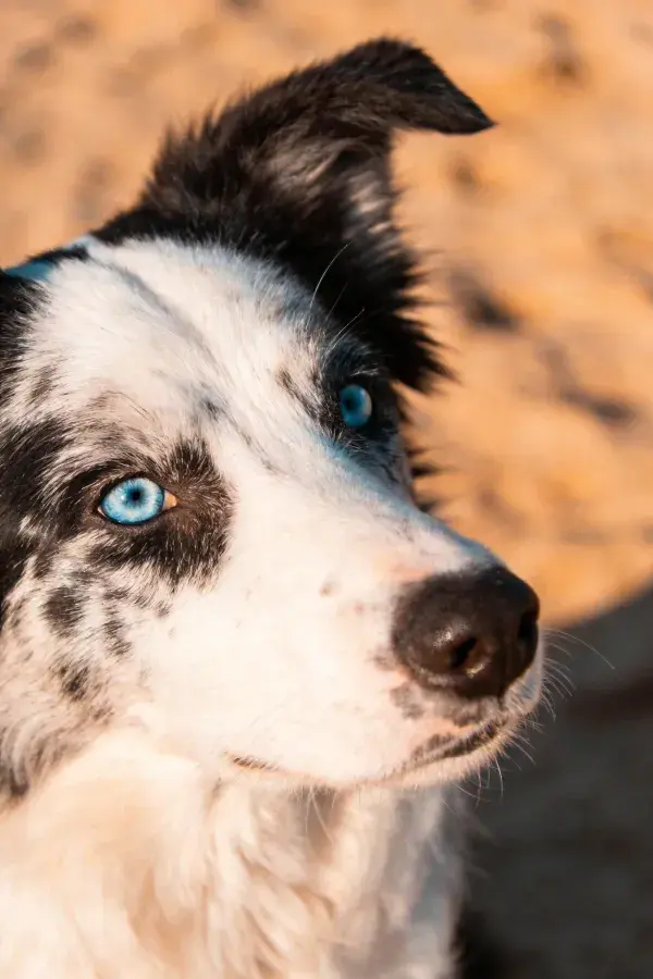 边境牧羊犬面部特写展现毛发色彩
