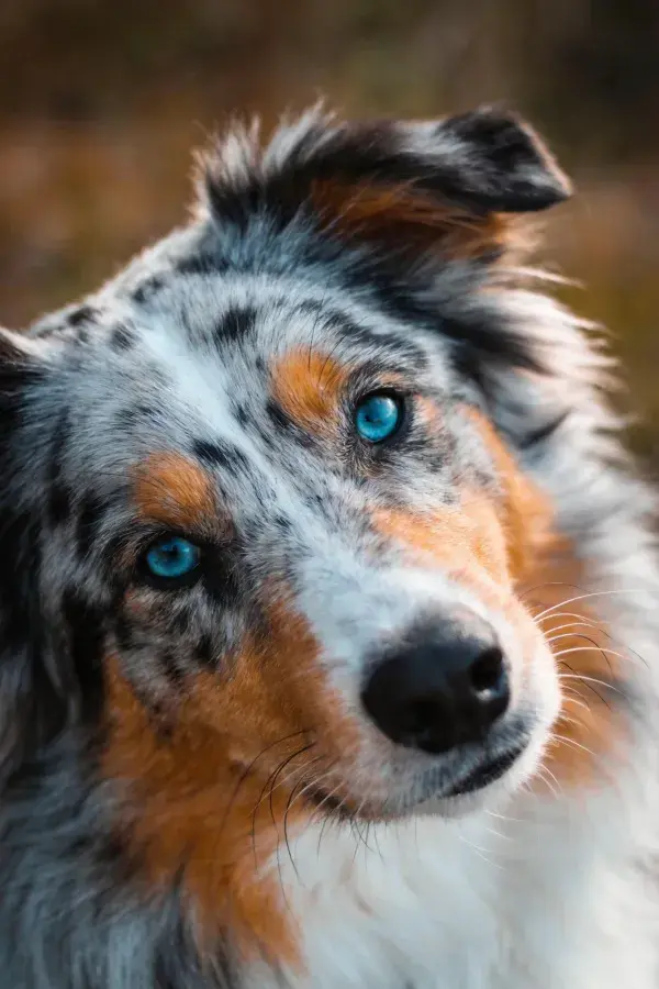 暖光环境下蓝眼睛澳大利亚牧牛犬特写