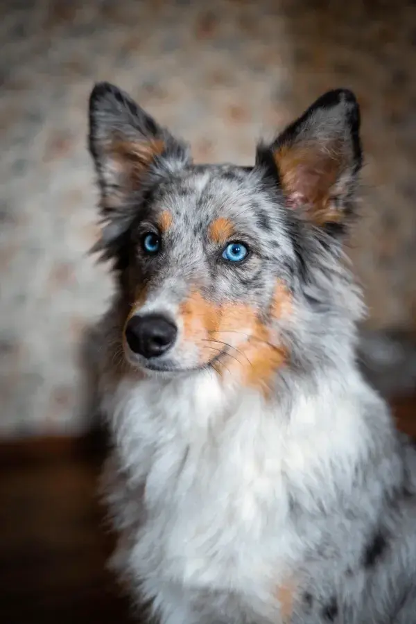 青灰白三色边境牧羊犬专注凝视的画面