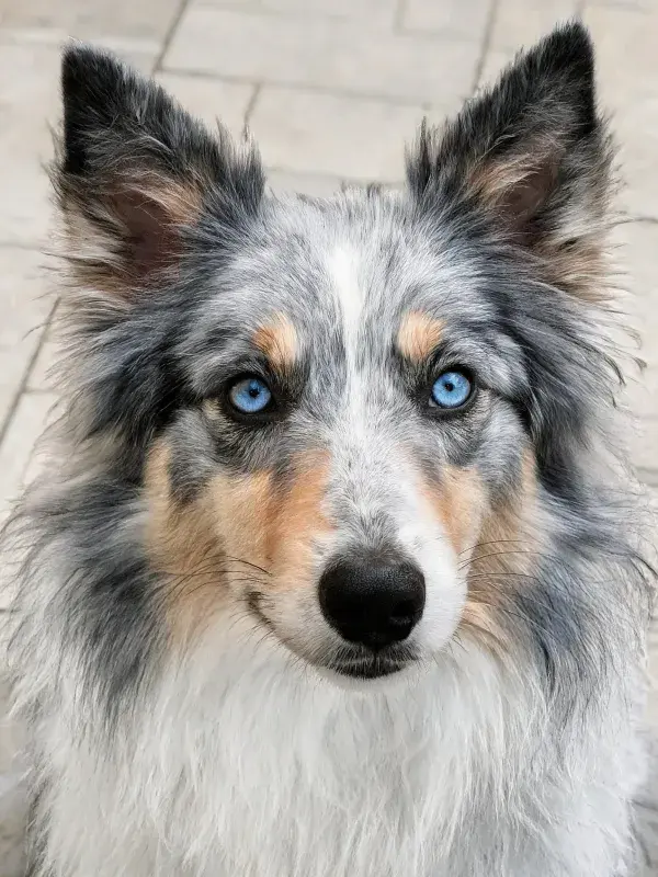 蓝眼睛三色苏格兰牧羊犬的特写