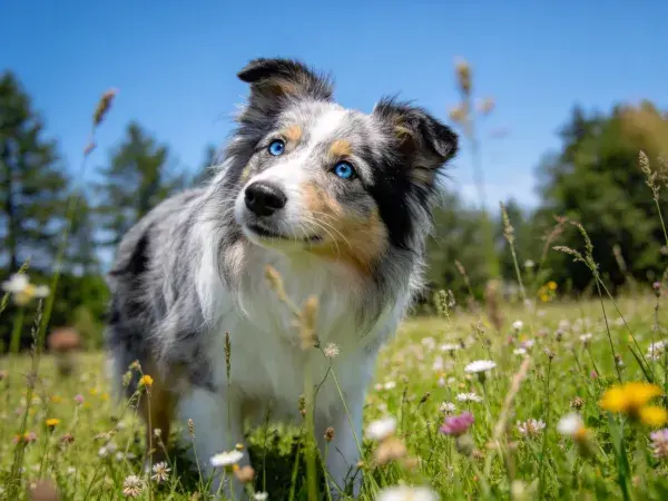 草地中蓝眼睛澳大利亚牧羊犬特写