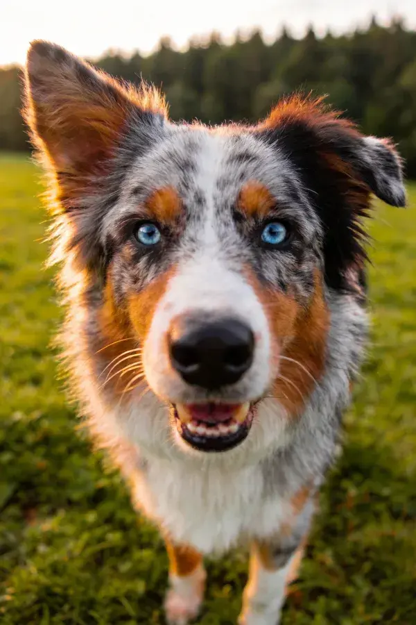蓝眼澳大利亚牧羊犬草地特写