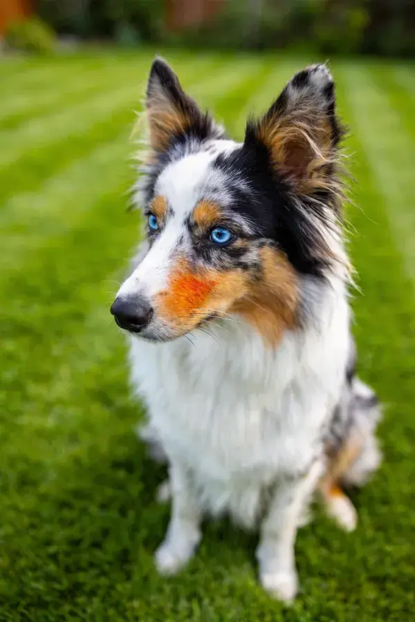 澳大利亚牧羊犬静坐于青草地
