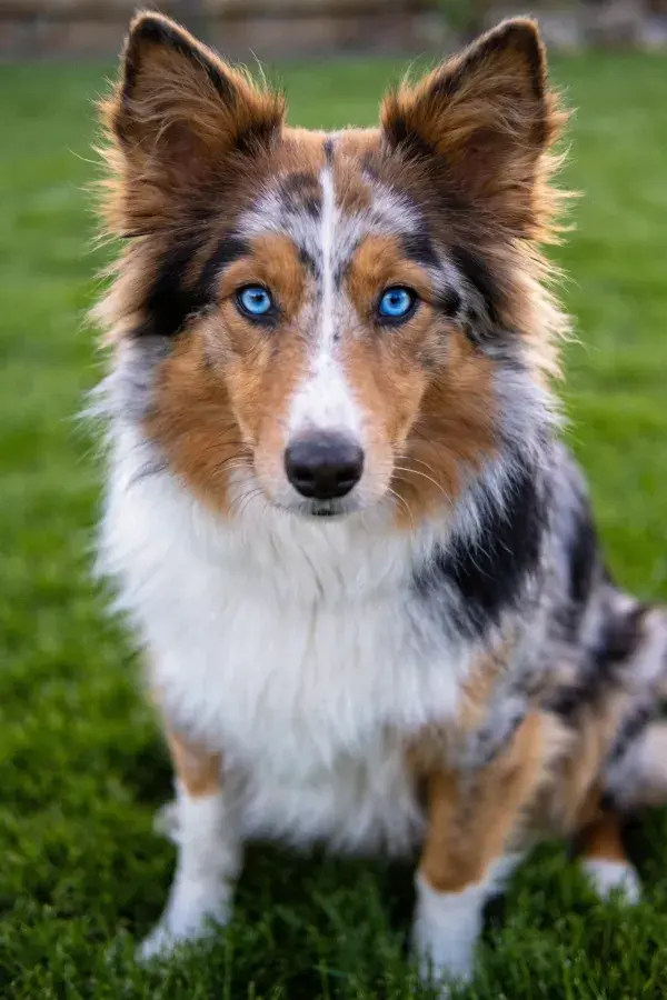 草地上的三色蓝眼澳洲牧羊犬特写