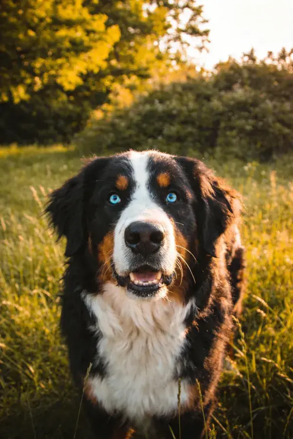 草地暖光中伯恩山犬特写