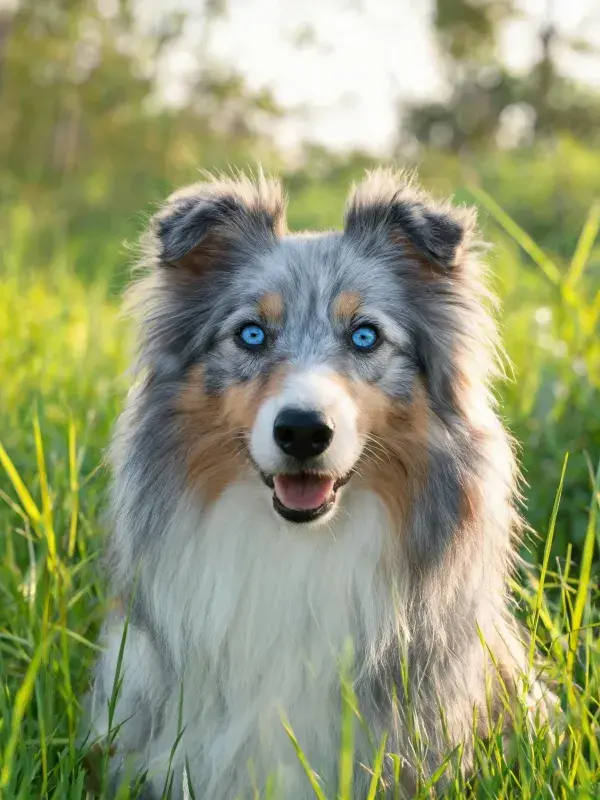 澳大利亚牧羊犬蓝眼睛草地特写