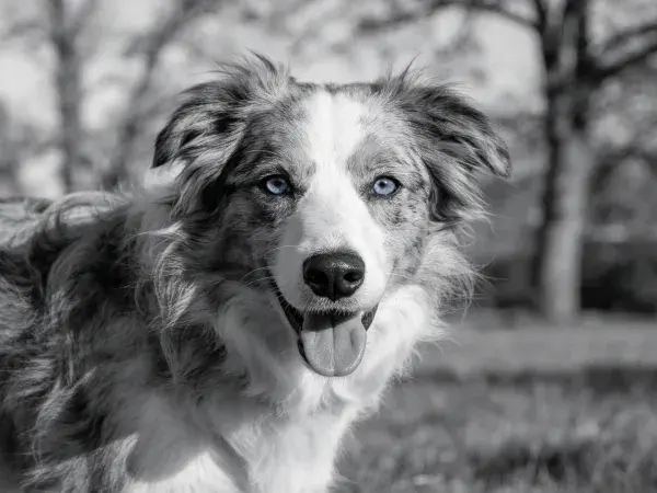 黑白边境牧羊犬于户外场景中