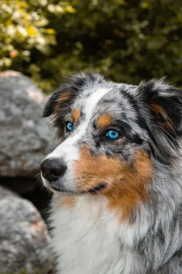 岩石旁光照下的澳洲牧牛犬