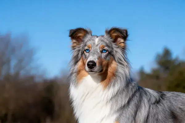 户外环境中的设得兰牧羊犬特写
