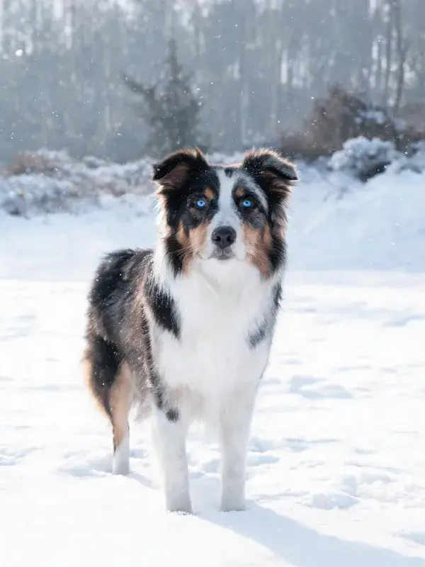 雪地中蓝眼三色澳大利亚牧羊犬站立