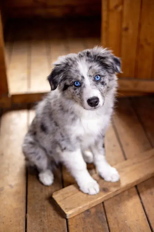 木屋旁蓝灰澳大利亚牧羊犬幼犬