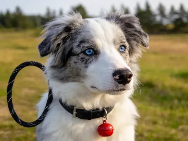 户外草地中蓝眼白灰边境牧羊犬特写