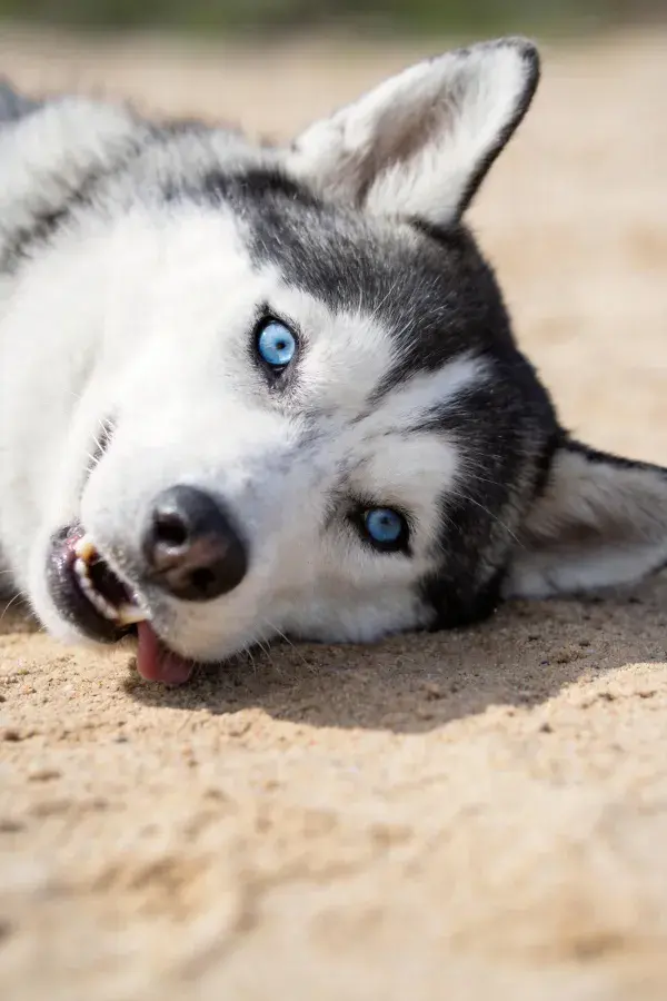 西伯利亚雪橇犬沙滩休憩瞬间