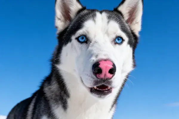 西伯利亚雪橇犬面部特写