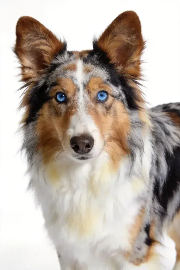 静态特写拍摄的澳大利亚牧羊犬