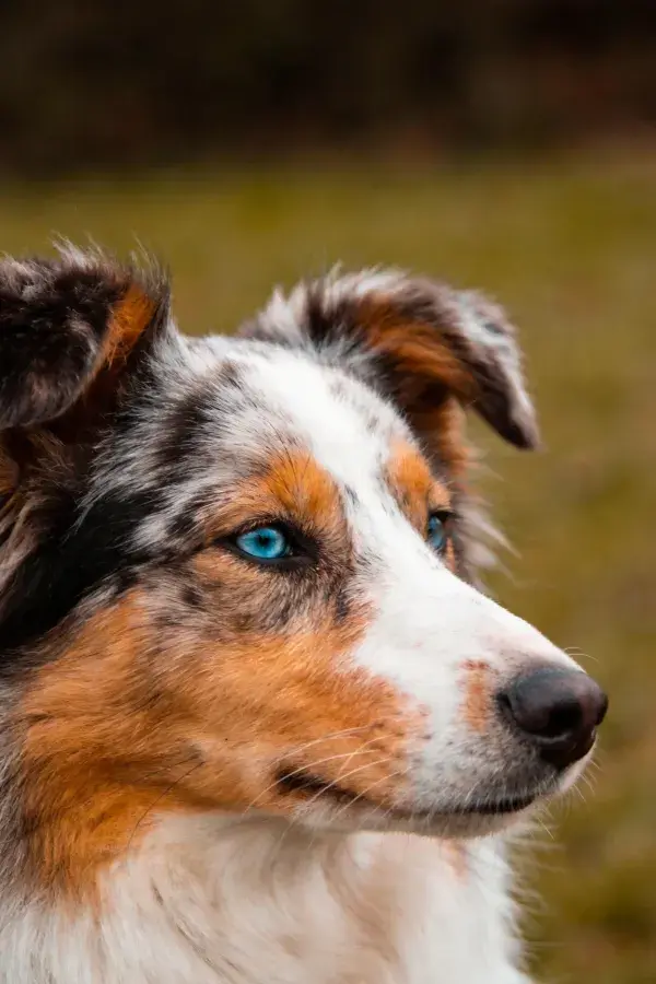 澳大利亚牧羊犬面部特写展现毛发纹理与眼神