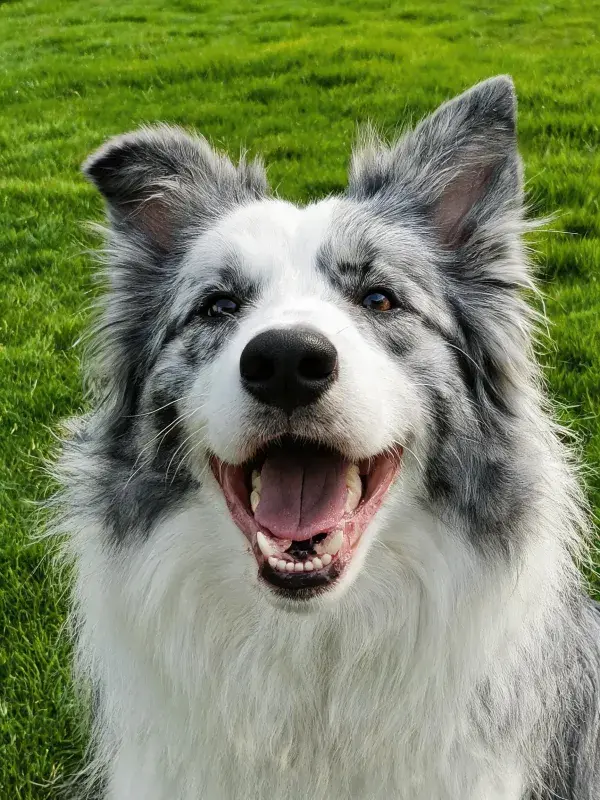 边境牧羊犬在草地上的特写