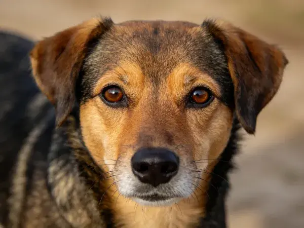 户外暖光下的混血犬特写镜头