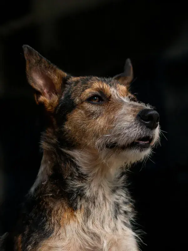 黑棕白相间的混血猎犬特写