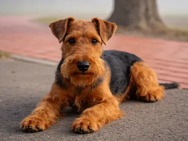 艾尔金猎犬趴卧在步道旁的场景