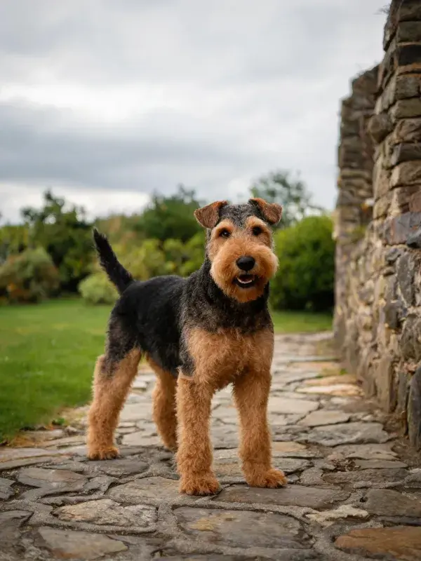石板路上艾尔金猎犬特写