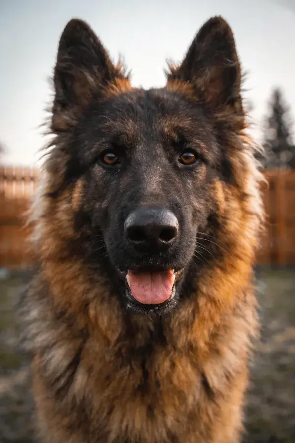 户外木栅前德牧犬特写