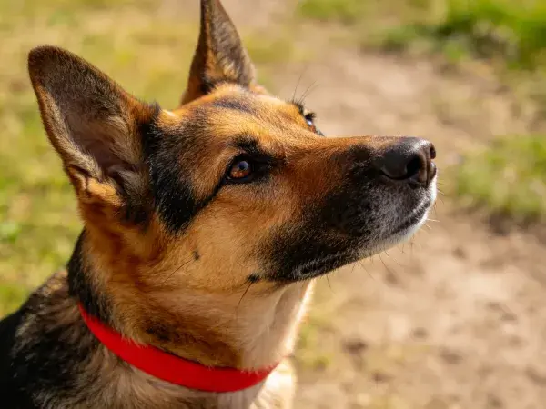 户外草地场景中德国牧羊犬头部特写