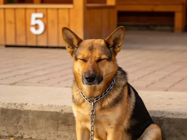砖石路面旁的德国牧羊犬