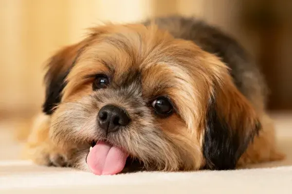 室内地毯上的小型混种犬特写镜头