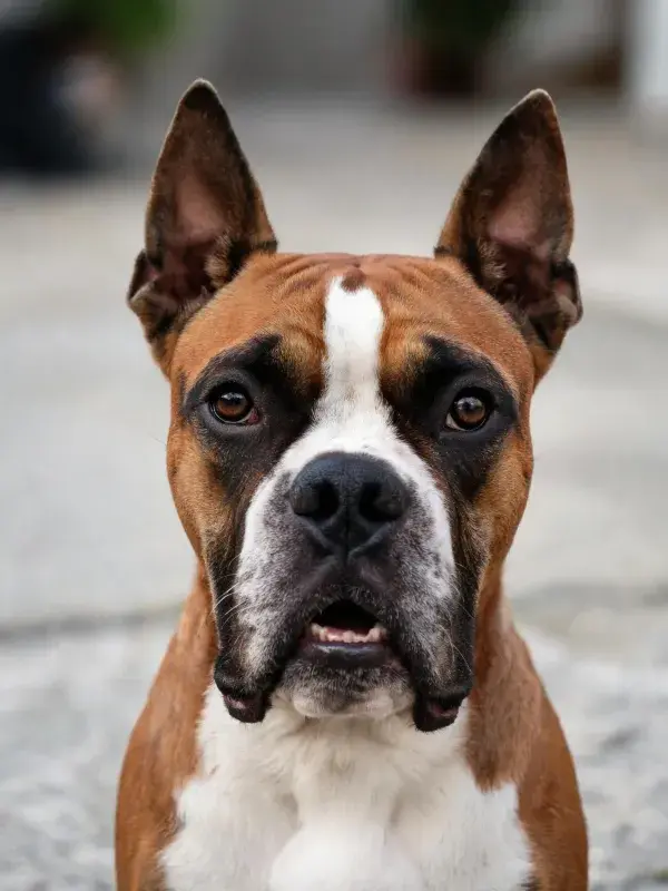 拳师犬专注凝视的瞬间