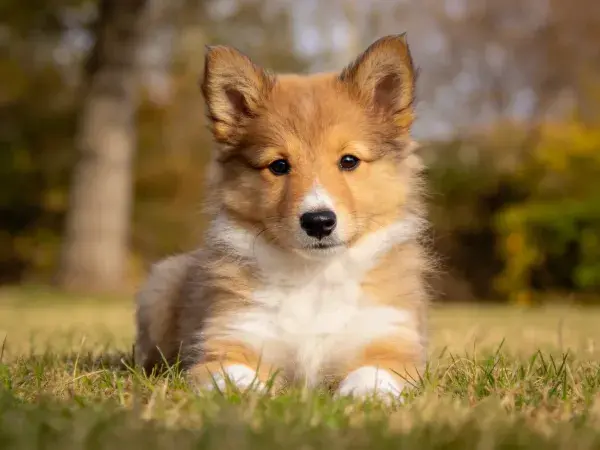 设得兰牧羊犬于草地场景的特写
