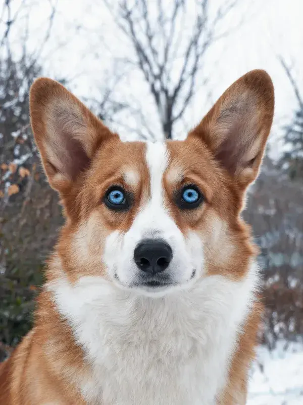 雪地中蓝眼睛的威尔士柯基犬特写