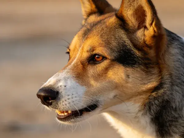 三色工作犬混种的户外特写