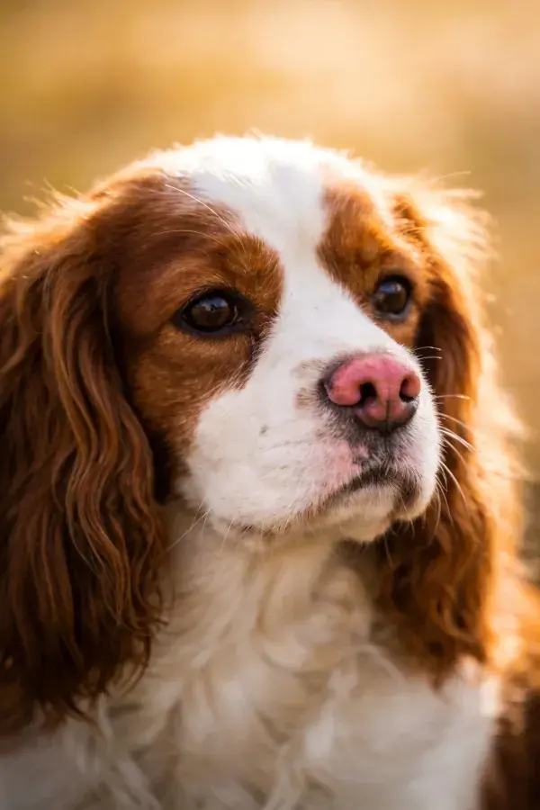 克伦伯猎犬户外光影特写